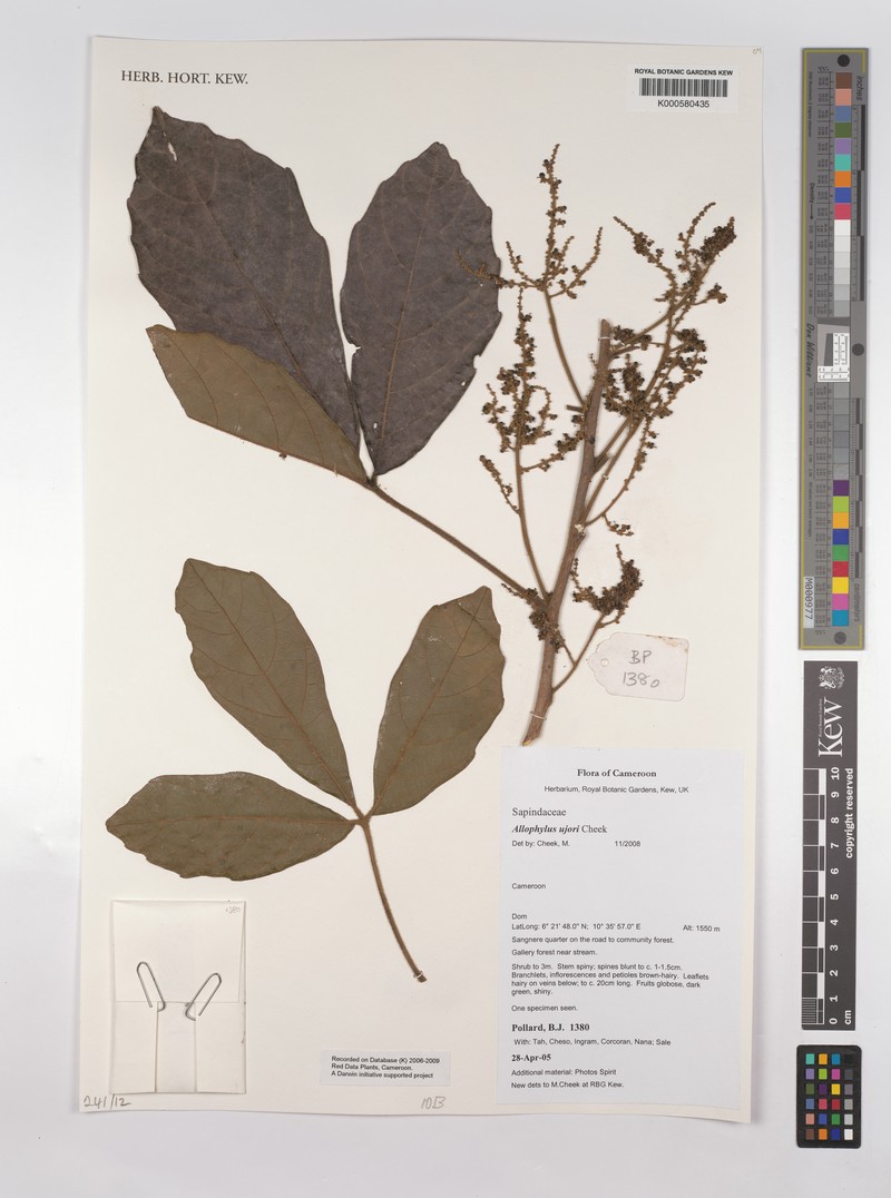 Allophylus ujori photo 2