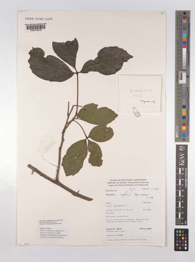 Allophylus ujori photo 3