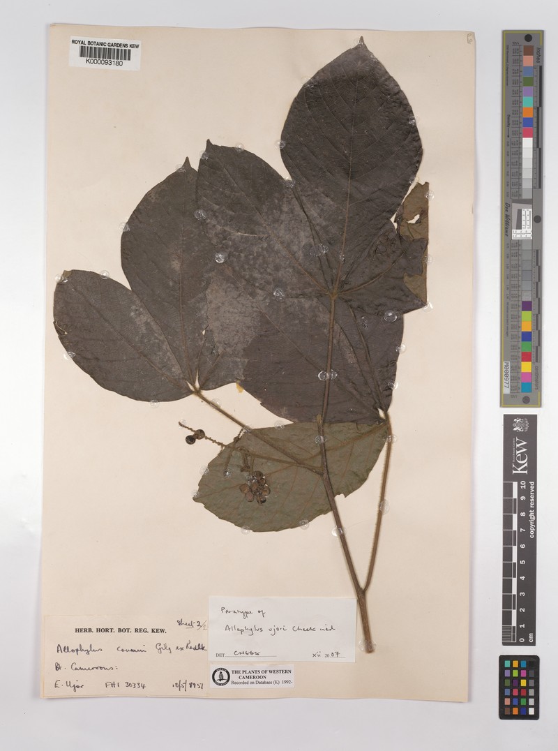 Allophylus ujori photo 5