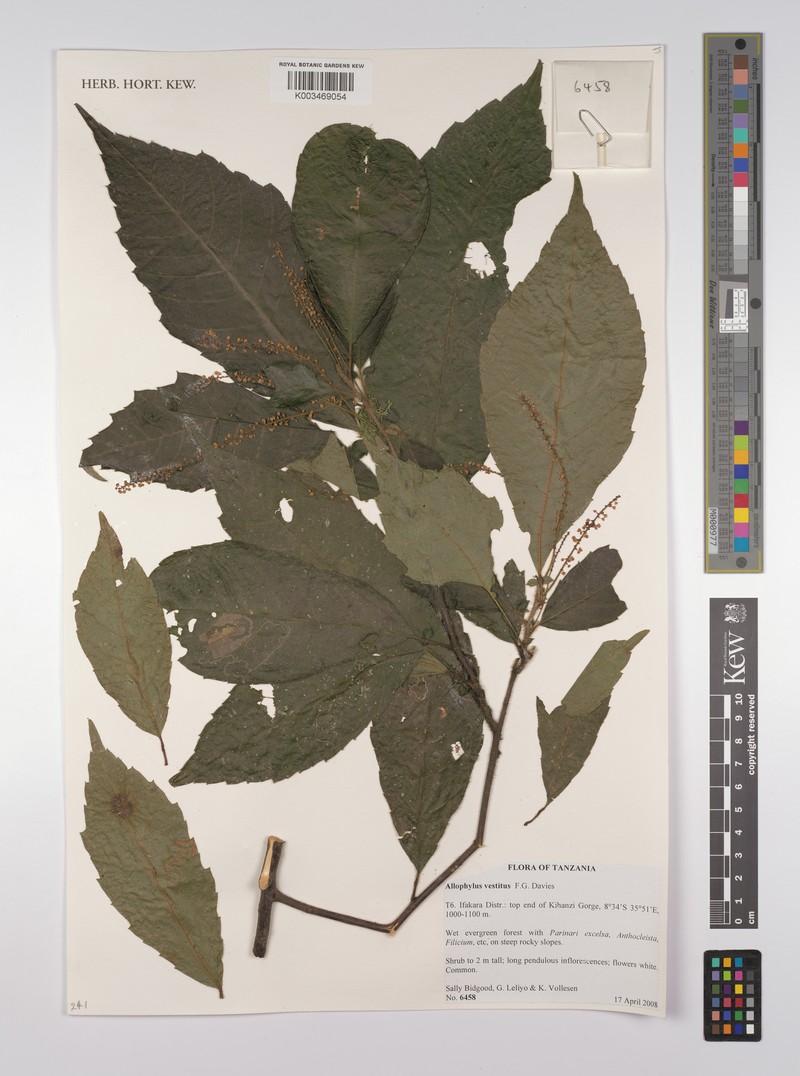 Allophylus vestitus photo 3