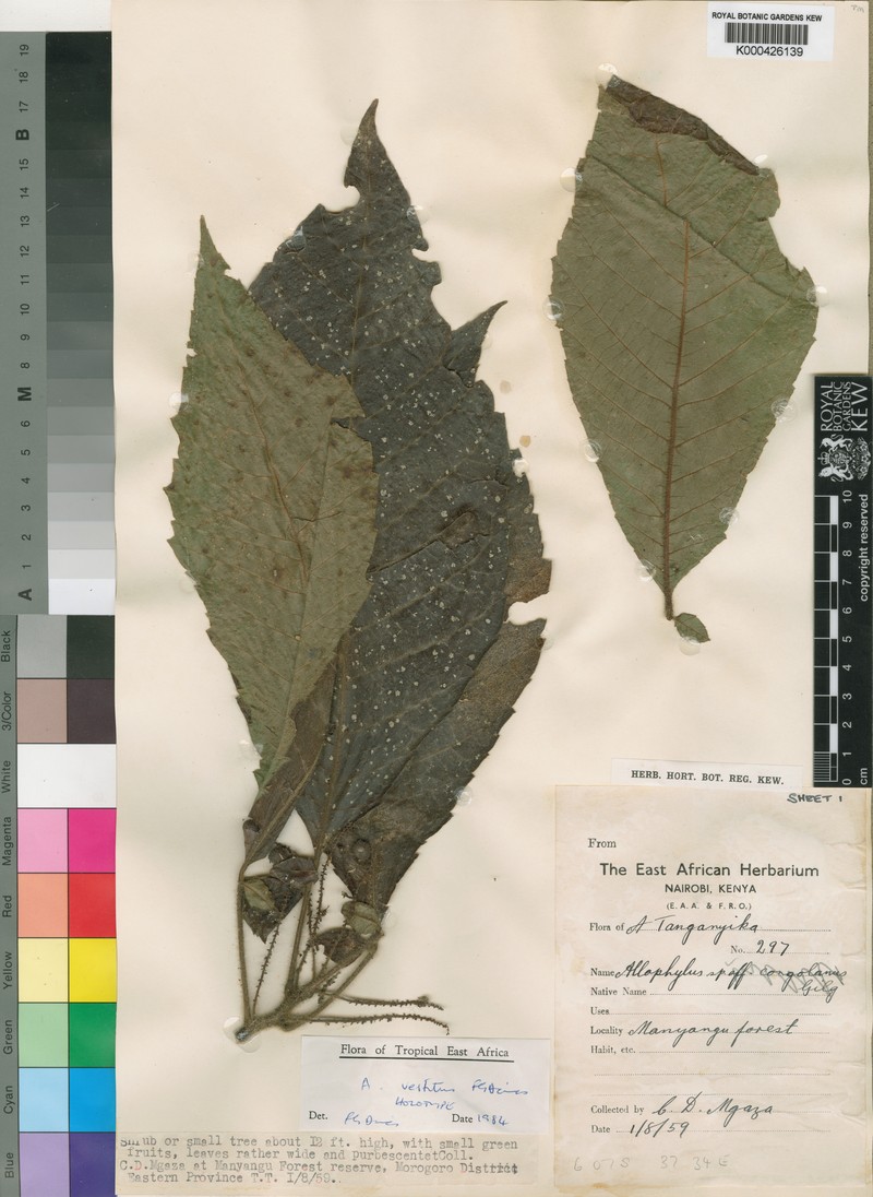 Allophylus vestitus photo 6
