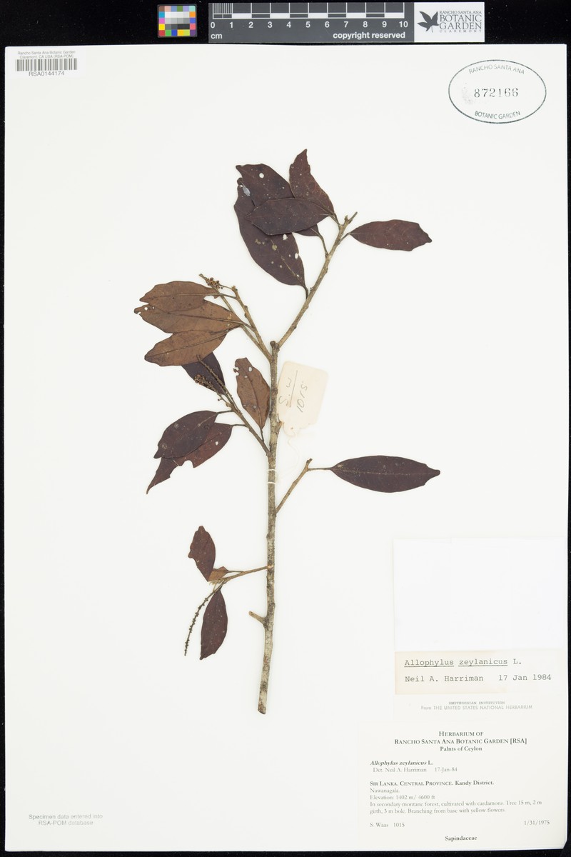 Allophylus zeylanicus photo 5