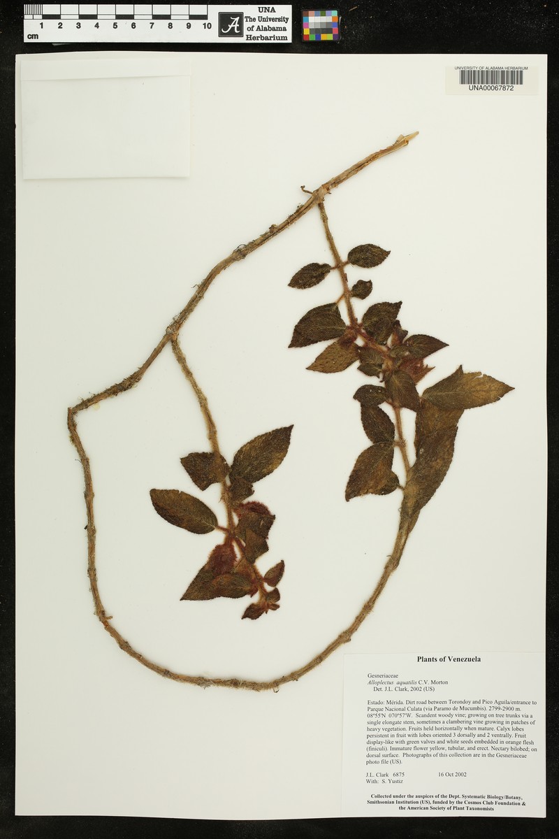 Alloplectus aquatilis