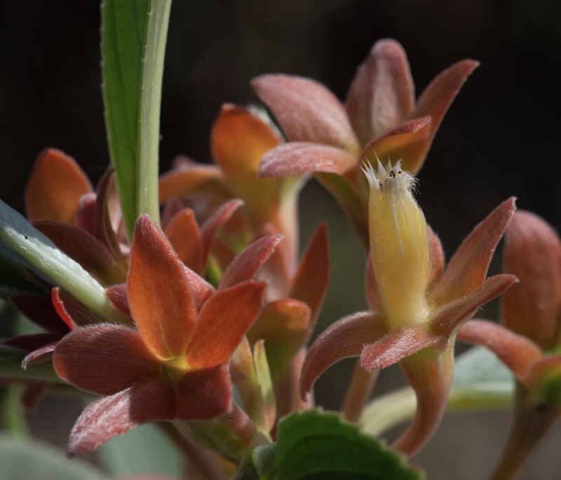 Alloplectus calochlamys photo 4