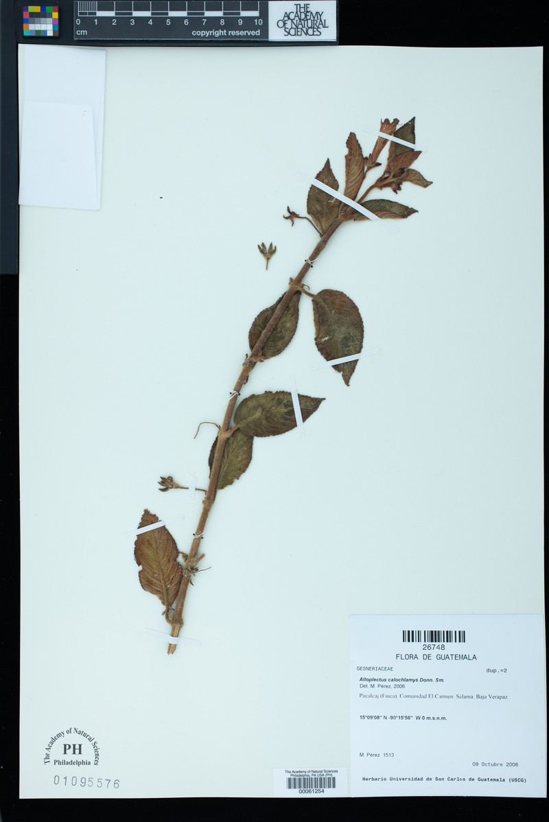 Alloplectus calochlamys photo 6