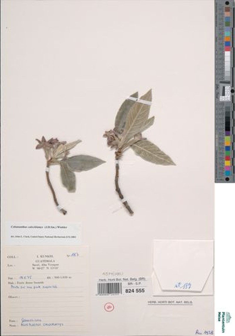 Alloplectus calochlamys photo 7