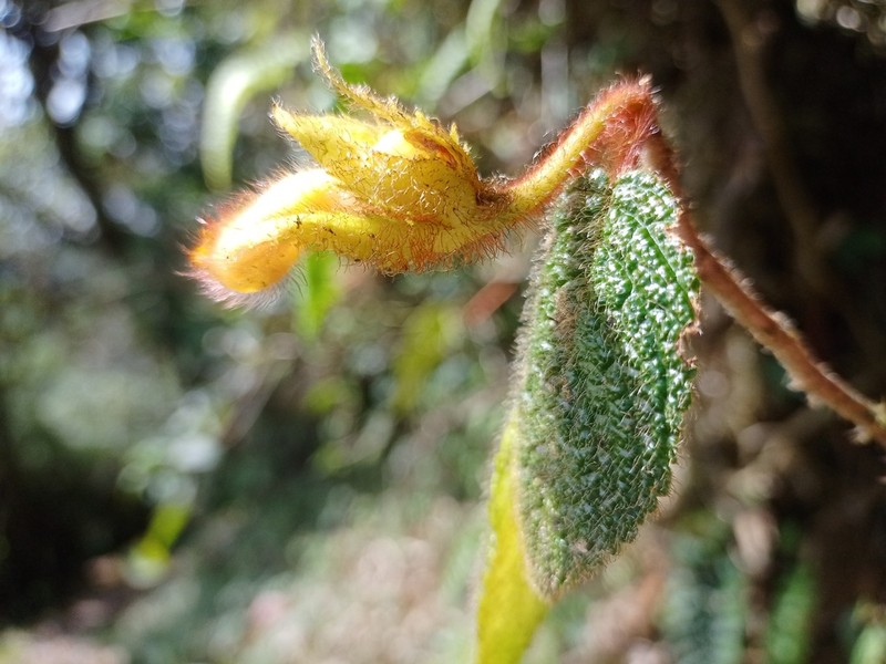 Alloplectus hispidus photo 4