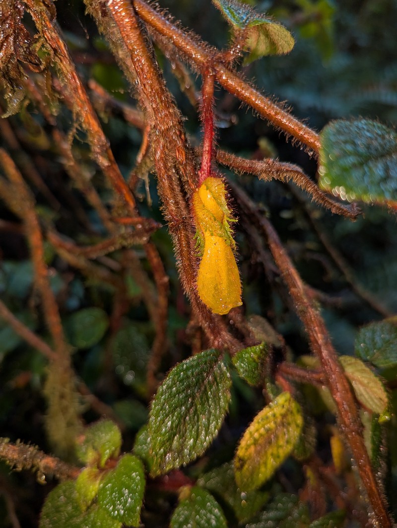 Alloplectus hispidus photo 5