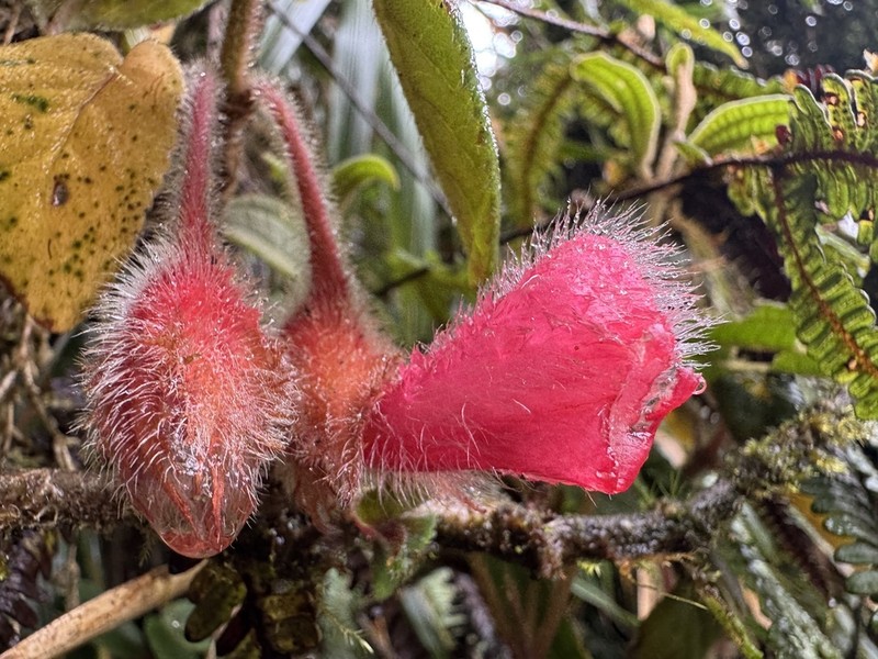 Alloplectus inflatus photo 4