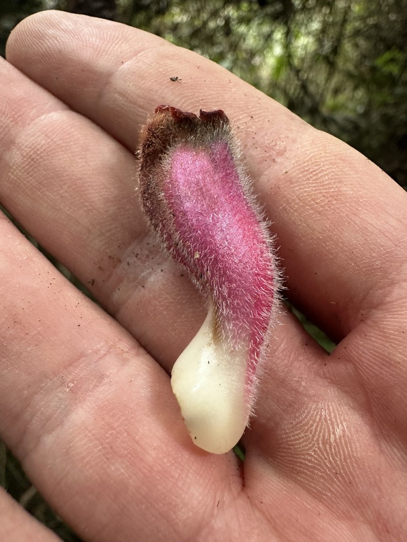 Alloplectus inflatus photo 7
