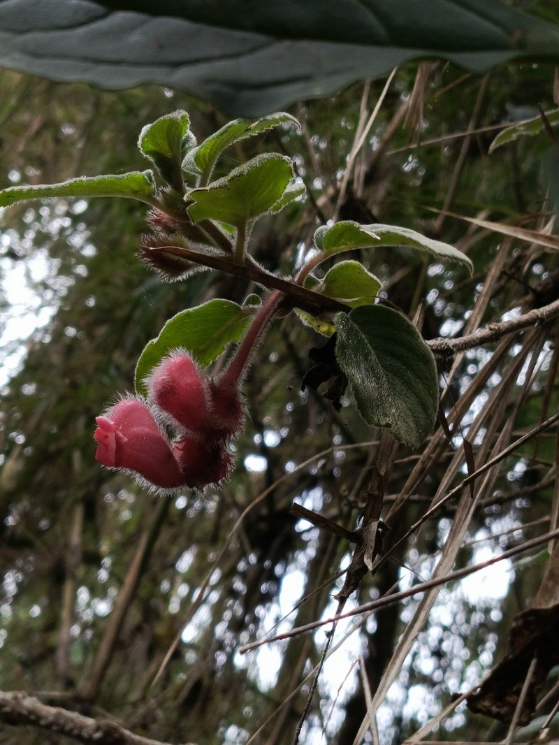 Alloplectus inflatus photo 8