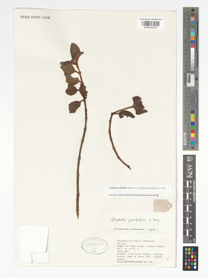 Alloplectus spectabilis