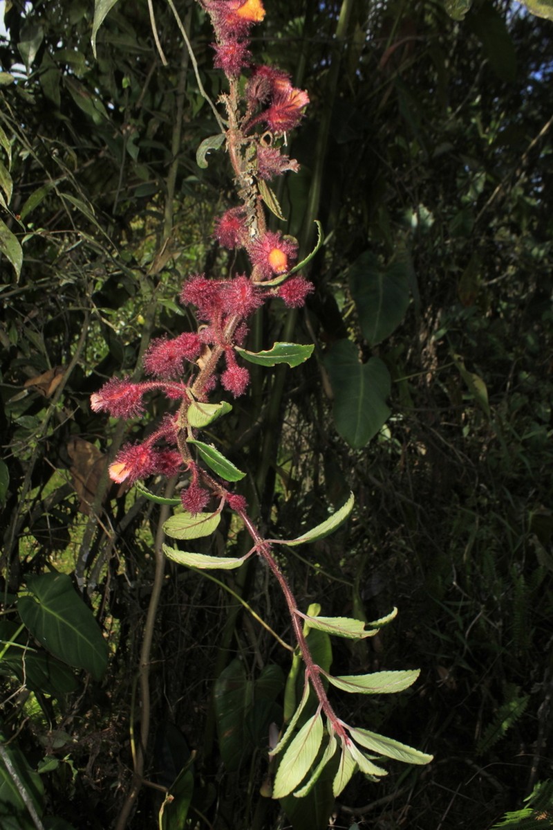Alloplectus weirii photo 2