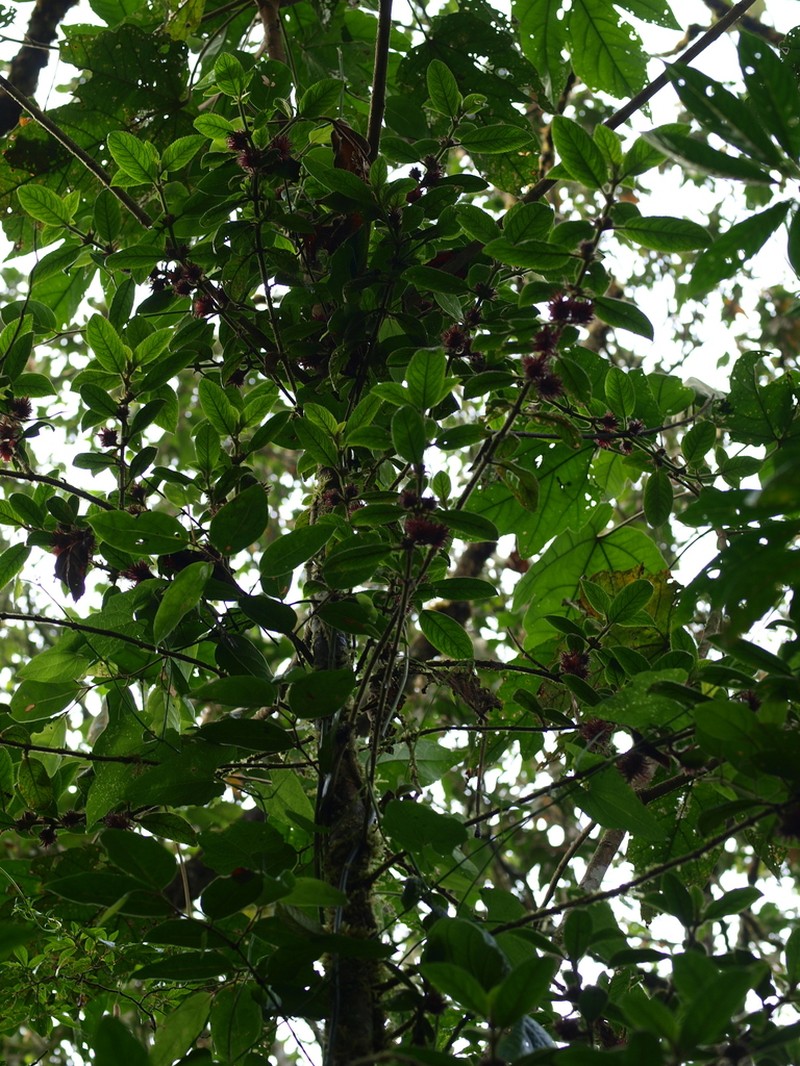 Alloplectus weirii photo 3