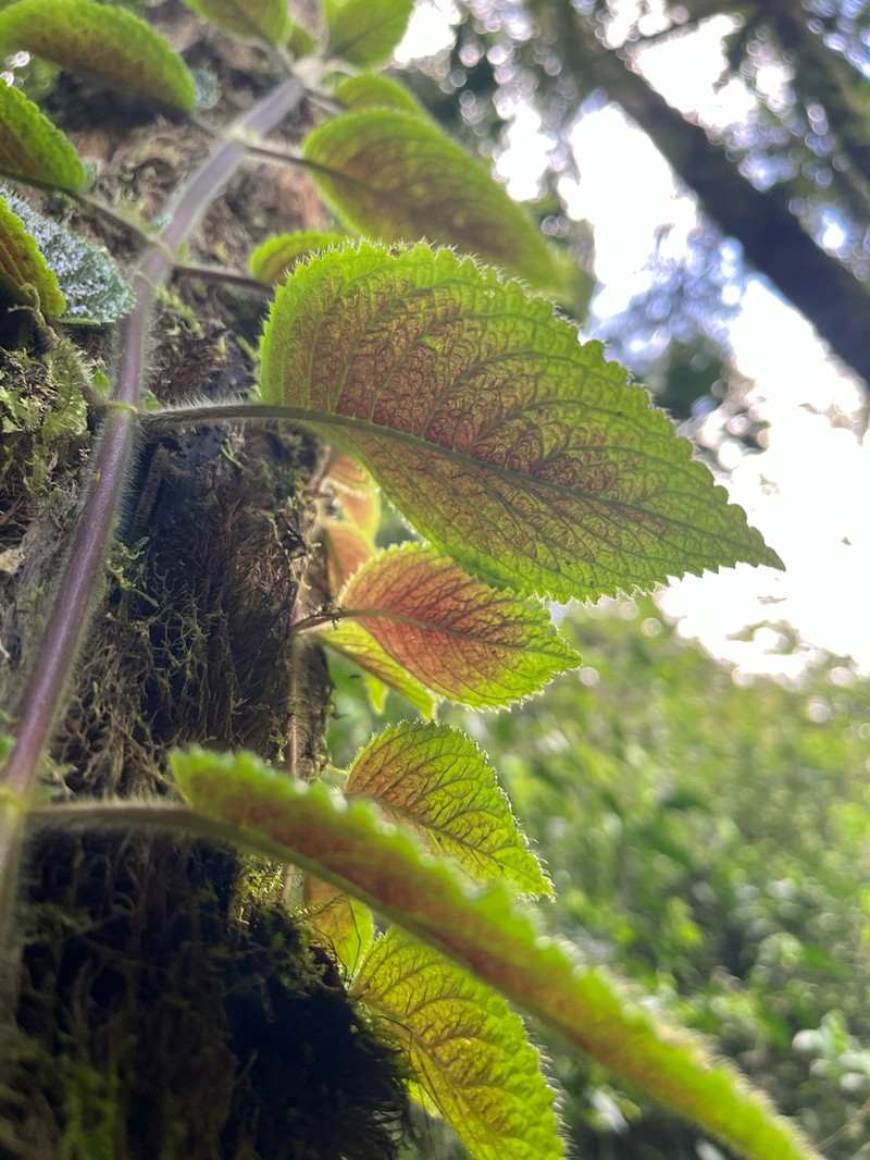 Alloplectus weirii photo 4