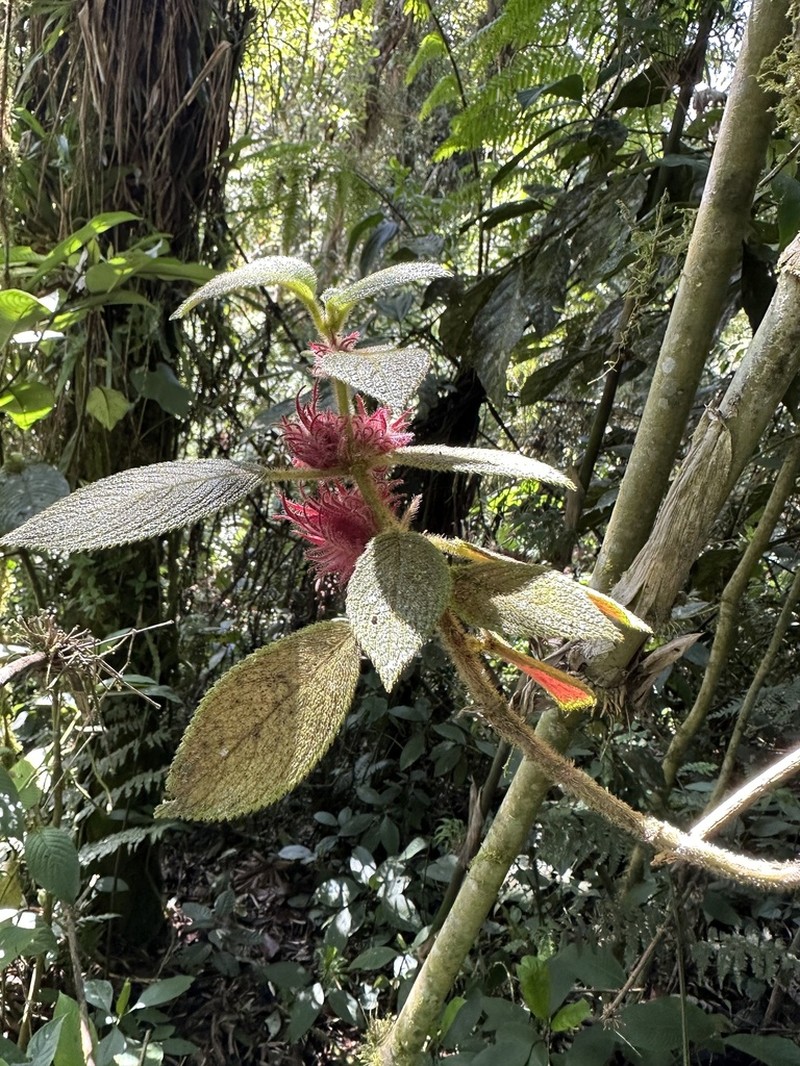 Alloplectus weirii photo 5