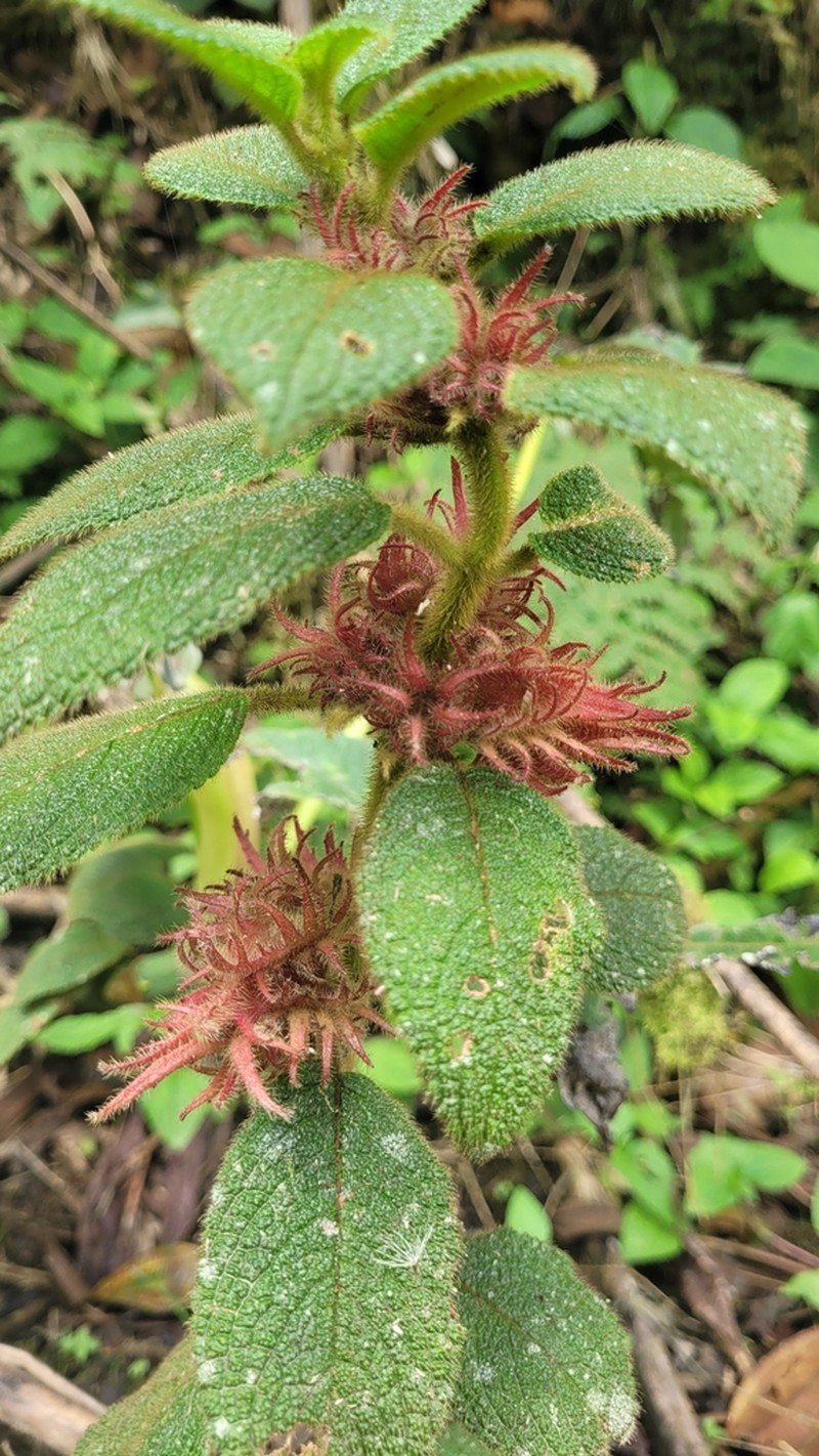 Alloplectus weirii photo 6
