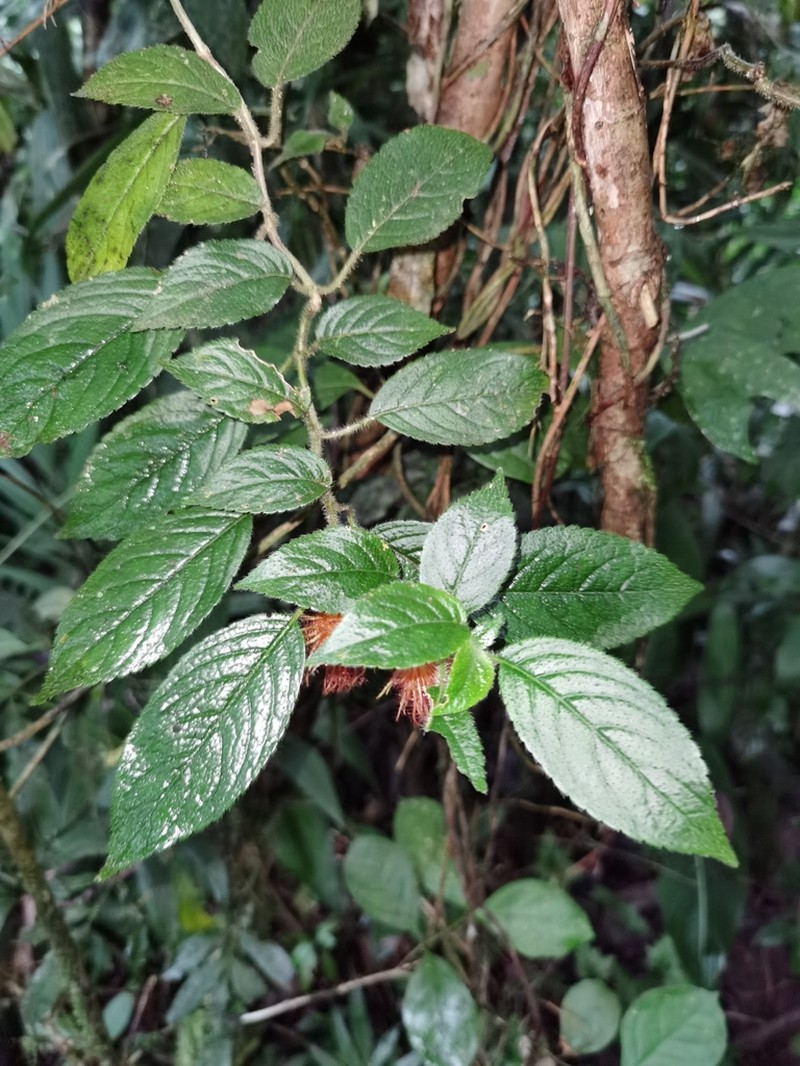 Alloplectus weirii photo 8
