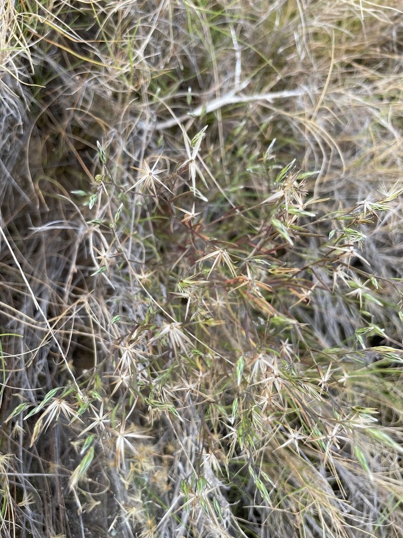 Allopterigeron filifolius