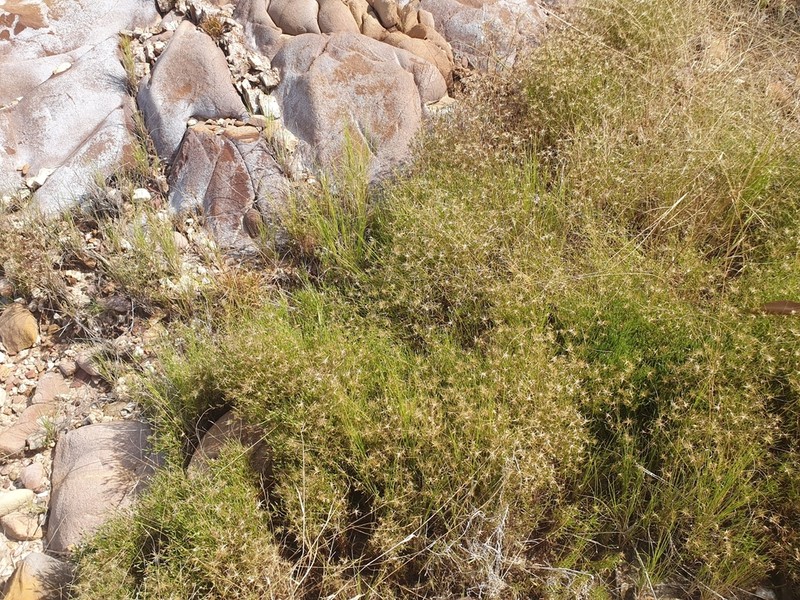 Allopterigeron filifolius photo 2