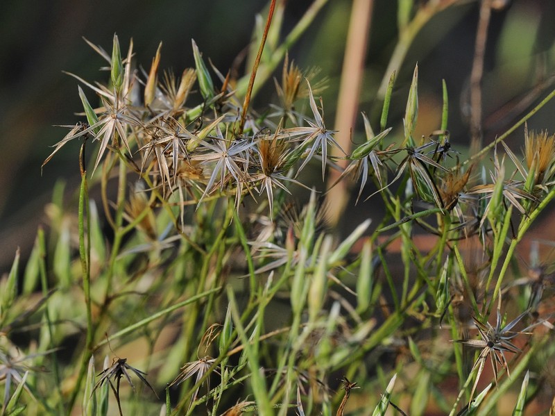 Allopterigeron filifolius photo 4