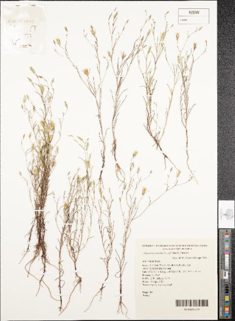 Allopterigeron filifolius photo 6