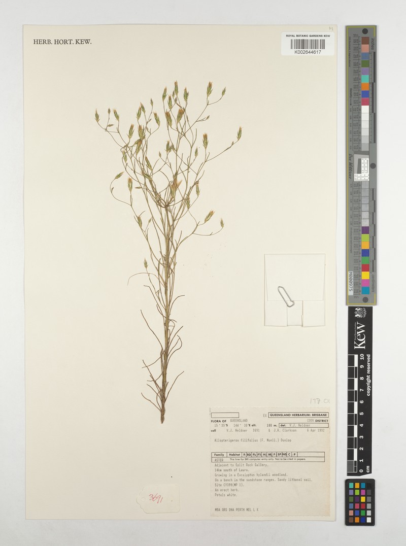 Allopterigeron filifolius photo 8