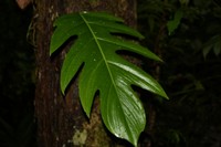 Alloschemone occidentalis