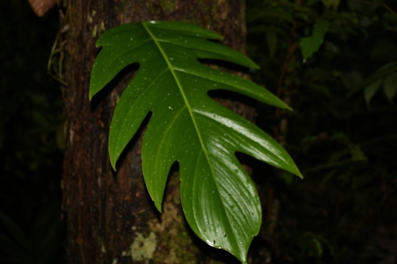 Alloschemone occidentalis photo 2