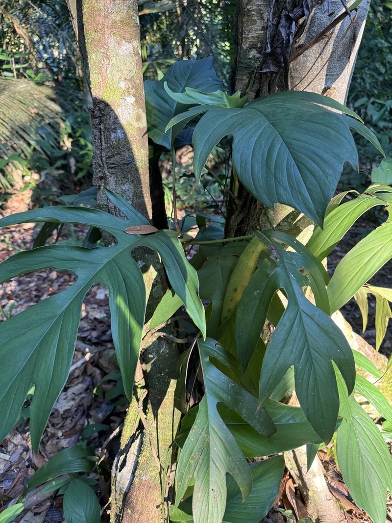 Alloschemone occidentalis photo 3