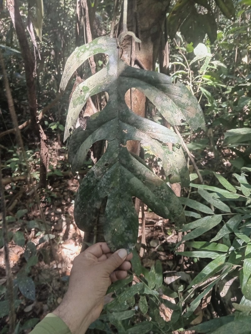 Alloschemone occidentalis photo 4