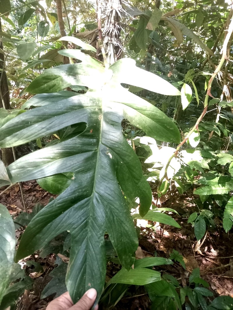 Alloschemone occidentalis photo 5