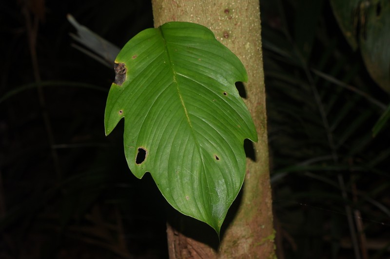 Alloschemone occidentalis photo 6