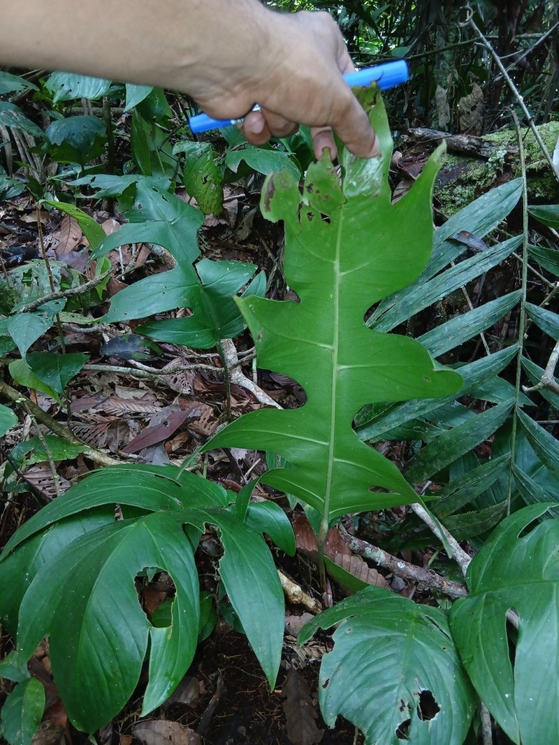 Alloschemone occidentalis photo 7