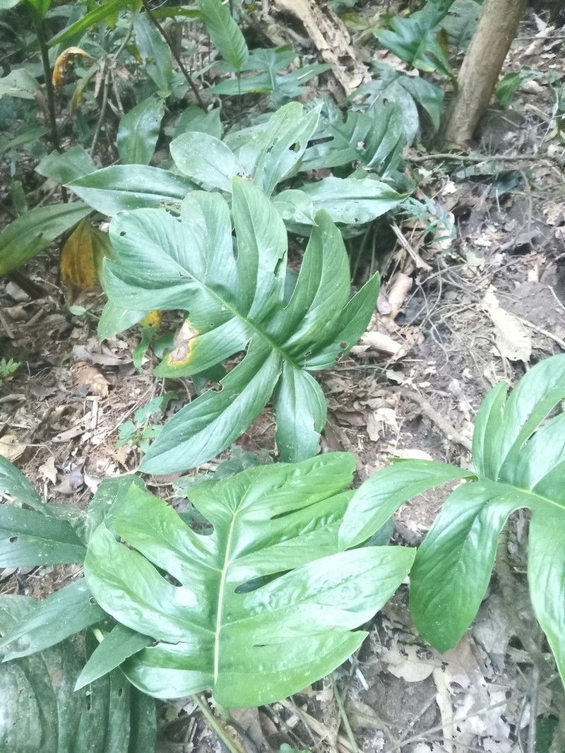 Alloschemone occidentalis photo 8