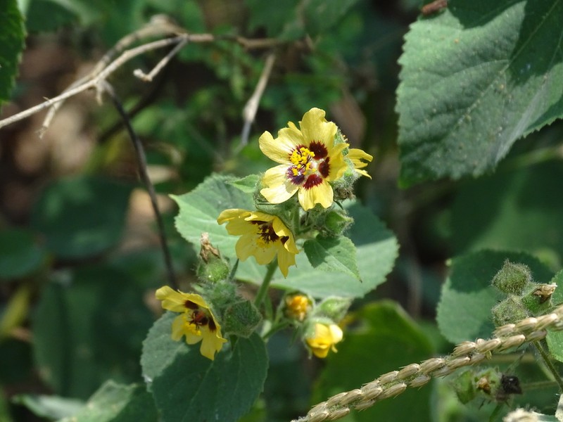 Allosidastrum hilarianum