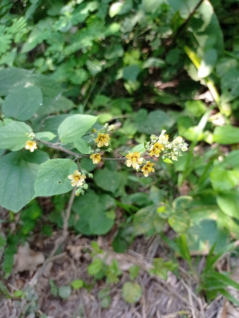 Allosidastrum hilarianum photo 2