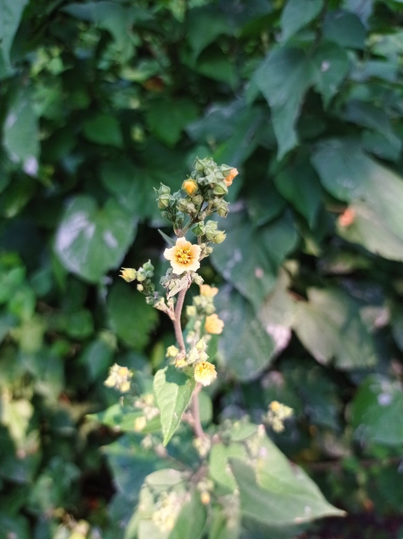 Allosidastrum hilarianum photo 4