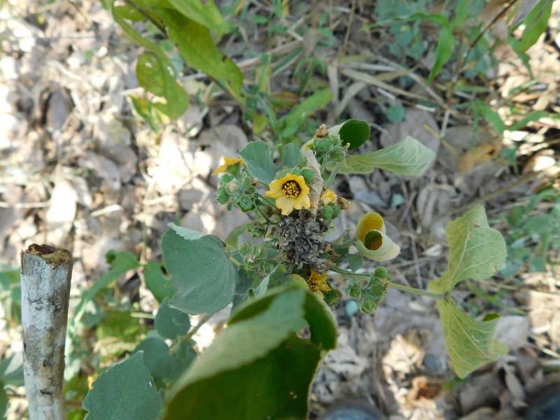 Allosidastrum hilarianum photo 6
