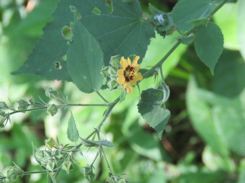Allosidastrum hilarianum photo 8