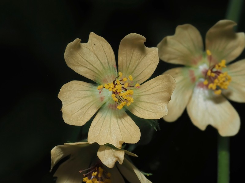 Allosidastrum interruptum