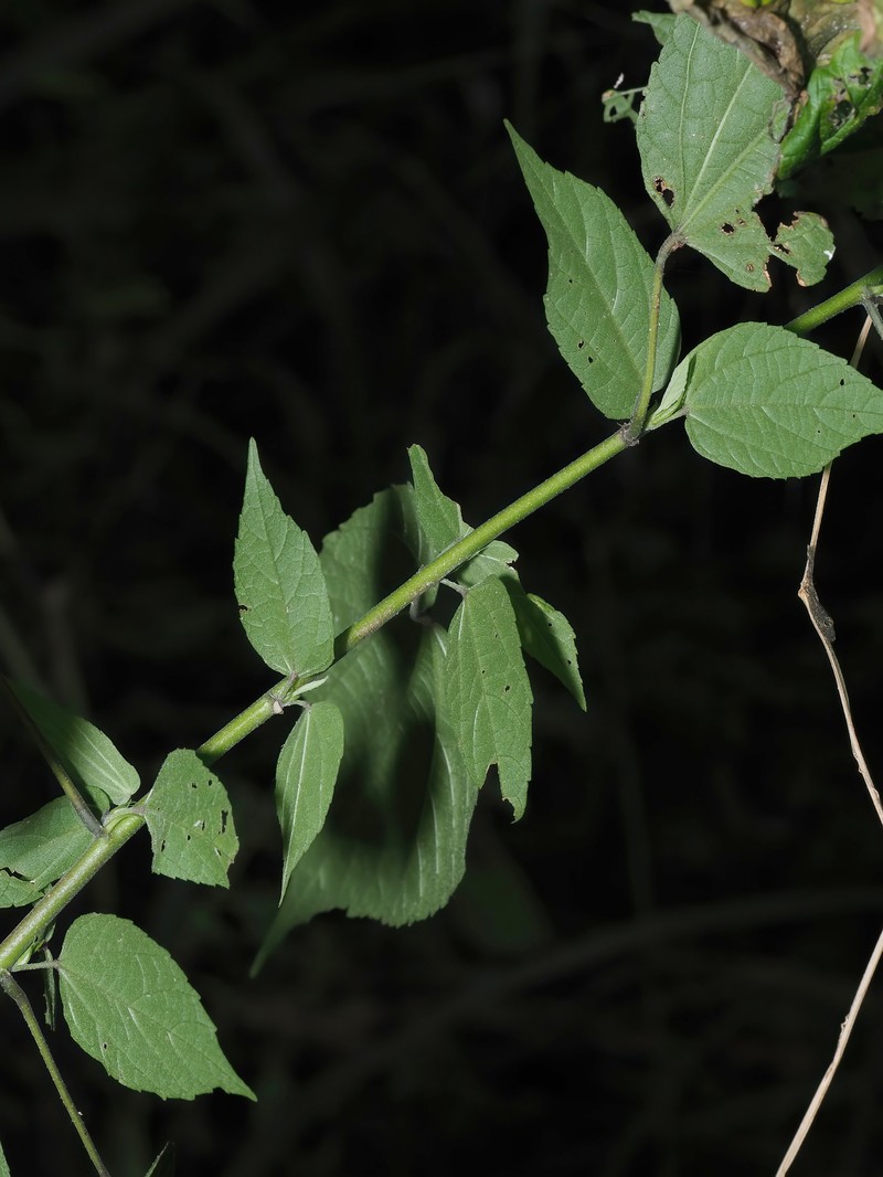 Allosidastrum interruptum photo 2