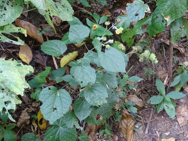 Mock Fanpetals