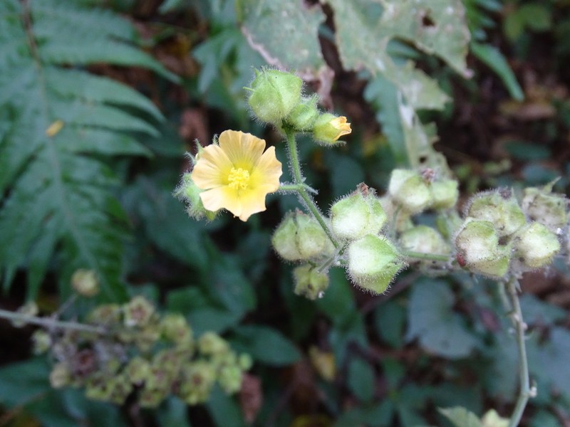 Mock Fanpetals photo 3