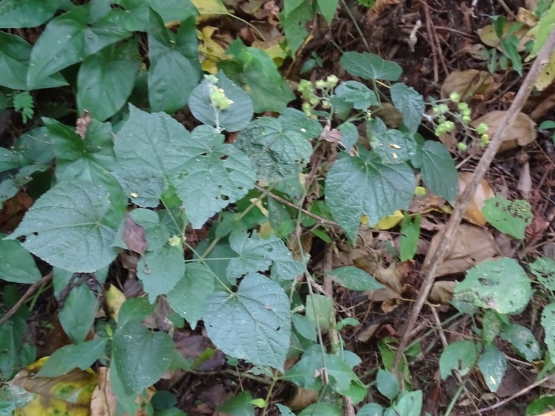 Mock Fanpetals photo 6
