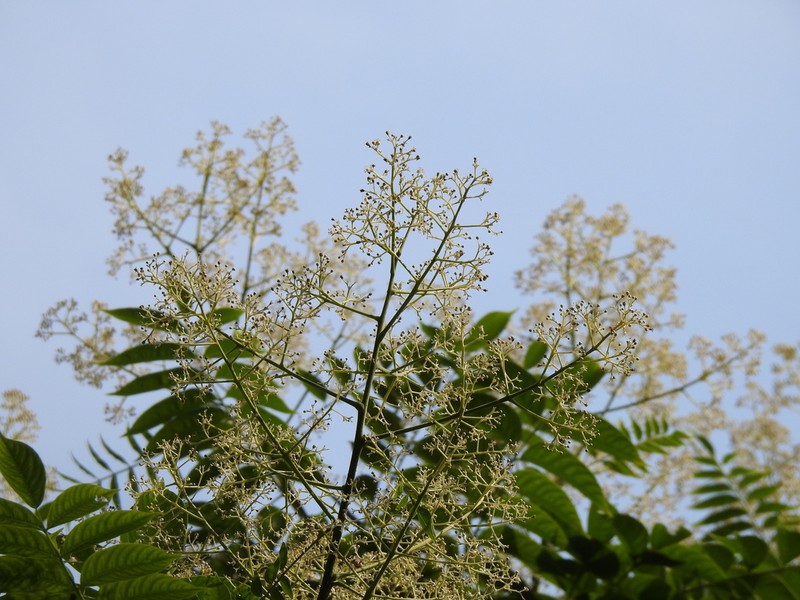 Allospondias lakonensis