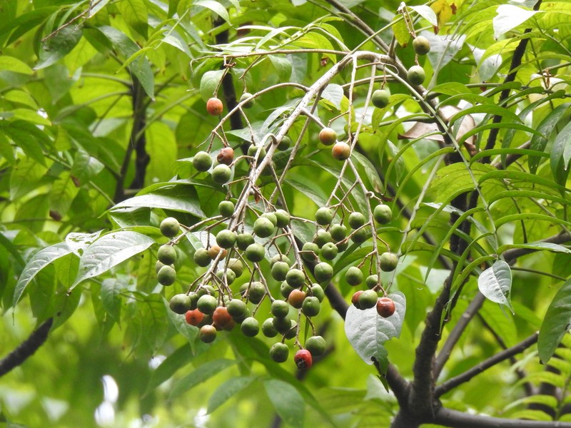 Allospondias lakonensis photo 2