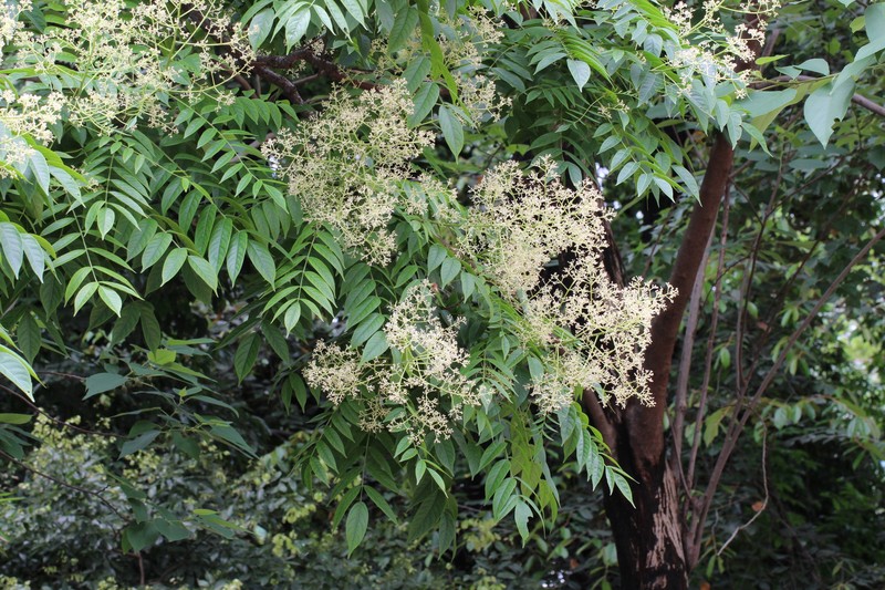 Allospondias lakonensis photo 4