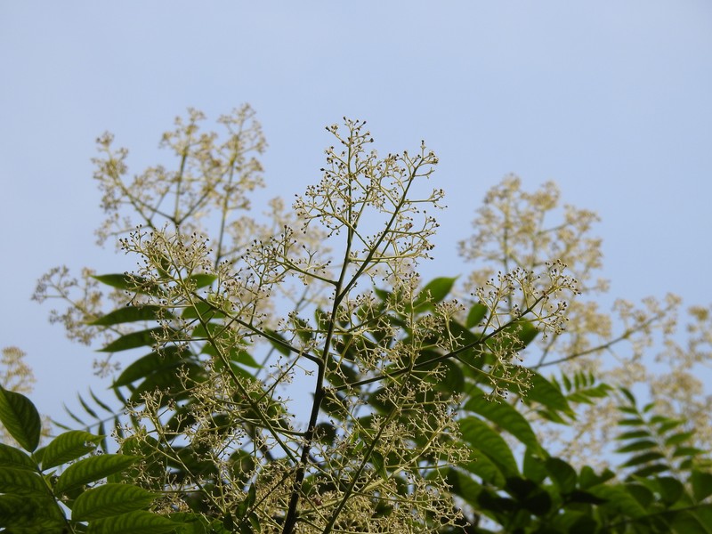 Allospondias lakonensis photo 5