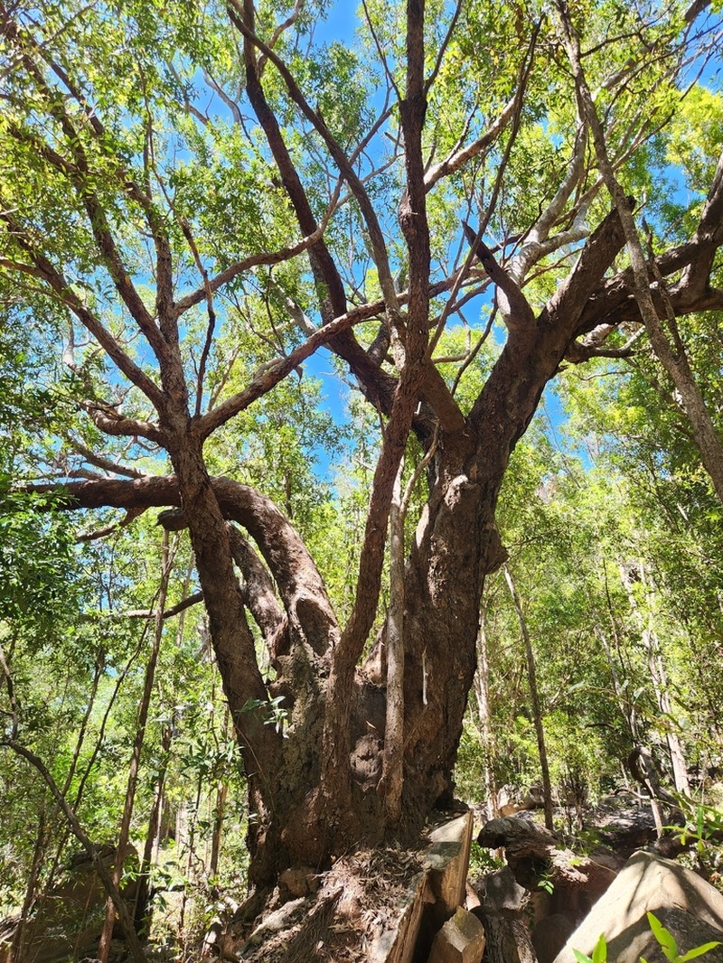 Allosyncarpia ternata photo 2